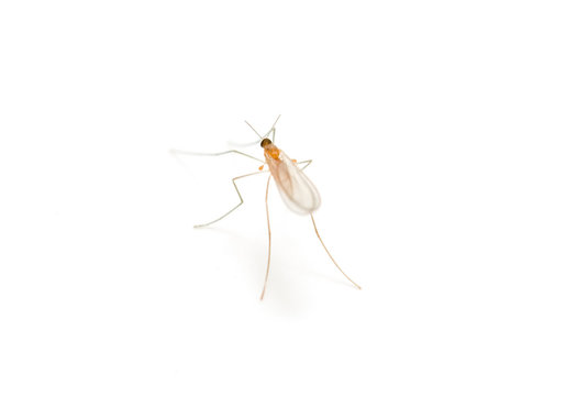 mosquito