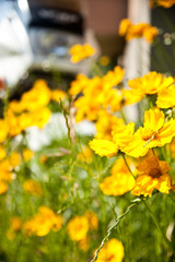 金鶏菊とバイク