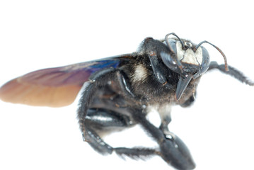bombus bee