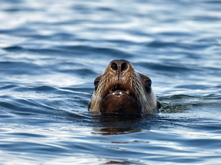 Fototapeta premium Sea Lion Head