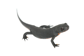 Naklejka premium animal fire salamander isolated