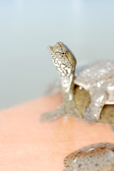 aquiculture  turtle