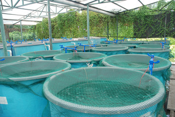 Agriculture aquaculture farm - 24722444
