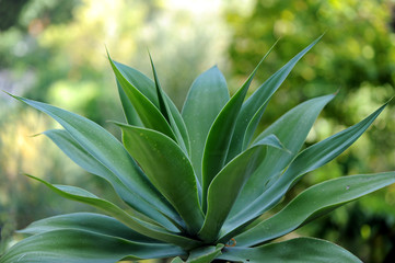 pianta grassa foglie 955