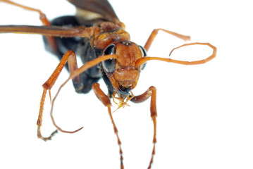 wasp insect macro isolated on white