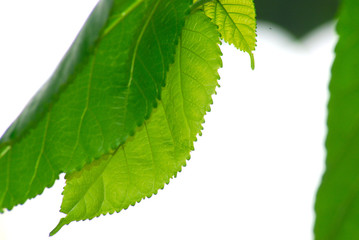 HOJAS, CLOROFILA, FOTOSÍNTESIS