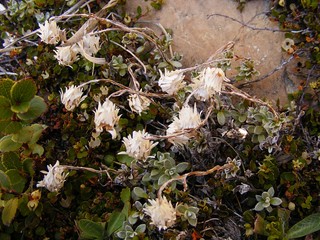 Alpenblumen