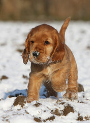 puppy english cocker with snow on the nose
