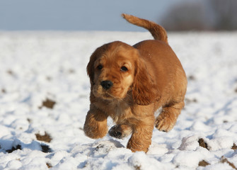 belle course du jeune cocker sur la neige