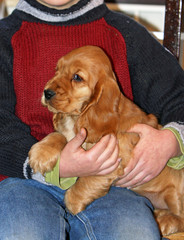chiot cocker dans les bras de son jeune ma&icirc;tre