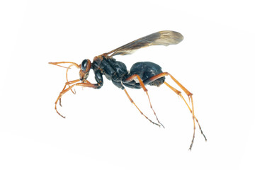 wasp insect macro isolated on white