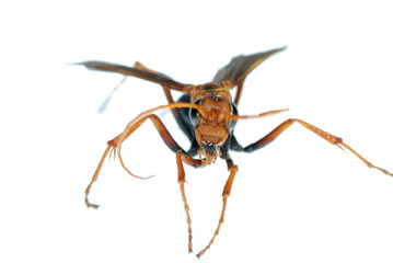 wasp insect macro isolated on white