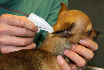 soin des oreilles d'un chien de race chihuahua