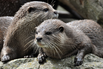 Fototapeta premium otter