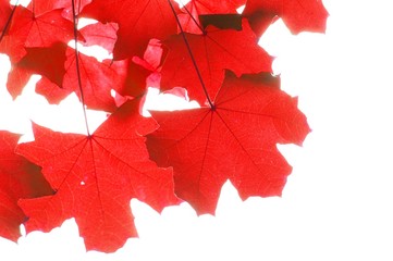 red fall leaves