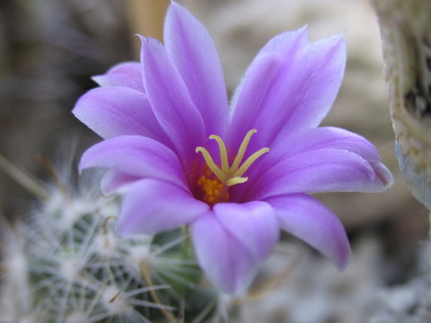 Fototapeta blooming cactus