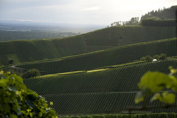 vineyards with trees and a blue sky