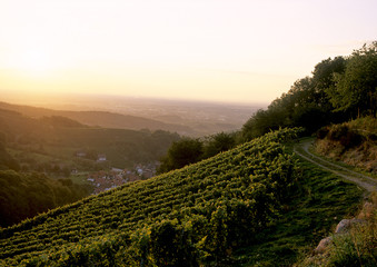 Vineyard with road in the sunset