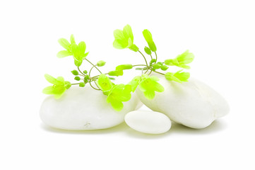 piedras y flores