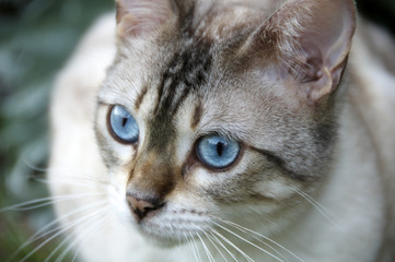 Bengal cat