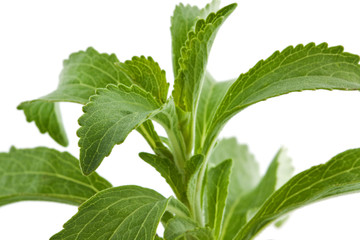 Süßkraut - Stevia rebaudiana