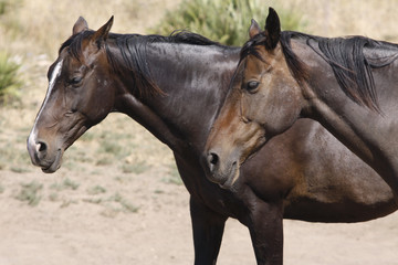 Obraz premium caballos