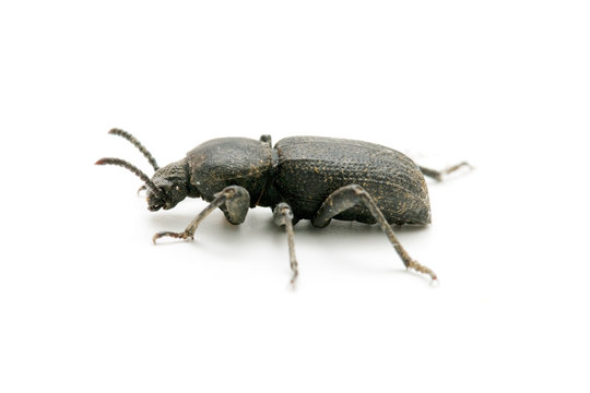 cucaracha en fondo blanco