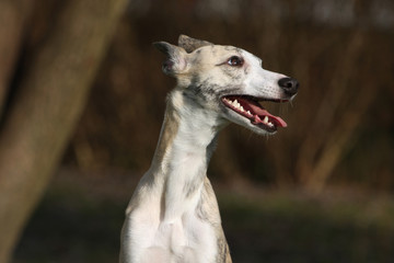 portrait de whippet