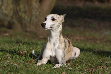 whippet oreilles couchées