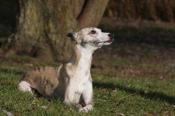 whippet regardant son maître