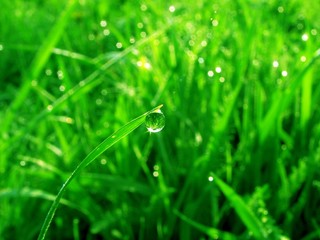 Droplet on a grass