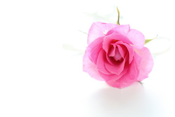Fototapeta premium pink rose isolated on white background