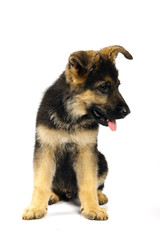 german shepard dog