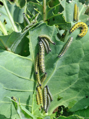 Chenilles du chou