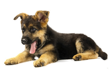 german shepard dog