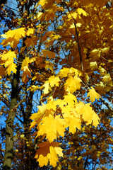 bright yellow maple leaves