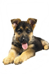 german shepard dog