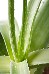 aloe vera on white background