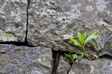 A small sapling growing in adverse conditions