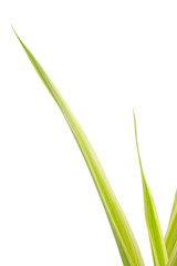 Closeup of long green stems of chlorophytum plant on white