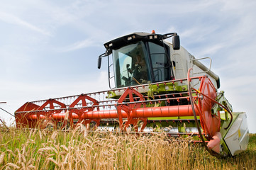 Fototapeta premium harvesting combine in the wheat field