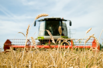 ripe wheat with combine at background in field