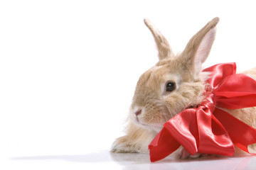 Decorated rabbit