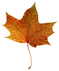 Autumn leaf