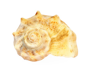 Shell