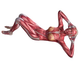 Fototapeta weibliche Muskulatur - ABS Workout obraz