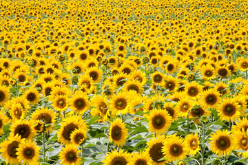 Sonnenblumen in leuchtendem Gelb auf einem Feld