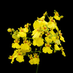 bright yellow Oncidium orchid isolated on black background;