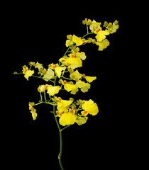 bright yellow Oncidium orchid isolated on black background