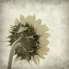textured old paper background with sunflowers